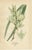 Edward Step, Gasteria, Aloe & Yucca, 1897, Prints, Set of 3 For Sale - Image 4 of 10