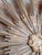 Wood 19th or 20th Century Italian Baroque Style Giltwood Carved Sunburst For Sale - Image 7 of 18