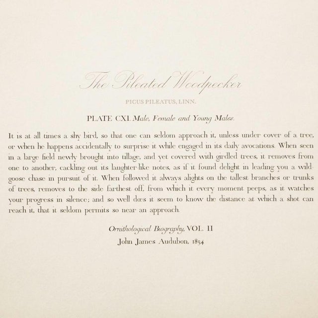 Olive 1990s Pileated Woodpecker After Audubon, Large Cottage Print For Sale - Image 8 of 10