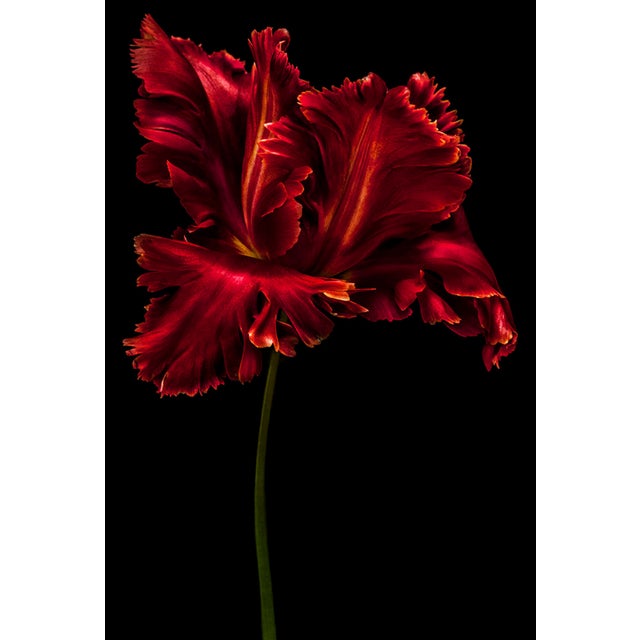 Tulipa ‘Red Parrot’ by Dale Grant – Framed Red Tulip Fine Art Metal Print | Minimalist Floral Photography, Signed Limited Edition, Ready to Hang For Sale