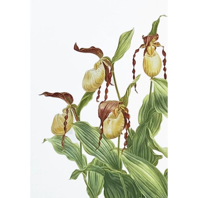 Large Orchid Giclee Prints Hand-Retouched by Angela Mirro - Set of Three Framed Prints - For Sale - Image 14 of 18