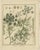 of the Plants in the three combined original antique engravings: 1. Aethusa cynapium (Common Name: Fool's Parsley) - This...
