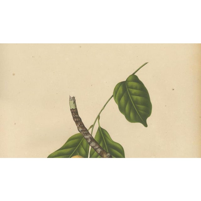 Berthe Hoola van Nooten, Asian Fruit Langsat, 1880, Chromolithograph For Sale - Image 4 of 9