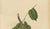Berthe Hoola van Nooten, Asian Fruit Langsat, 1880, Chromolithograph For Sale - Image 4 of 9
