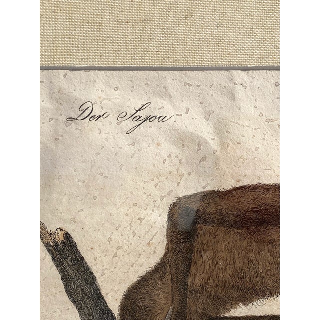 Monkeys Hand Colored Zoological Lithograph- Early 19th Century For Sale In Los Angeles - Image 6 of 8