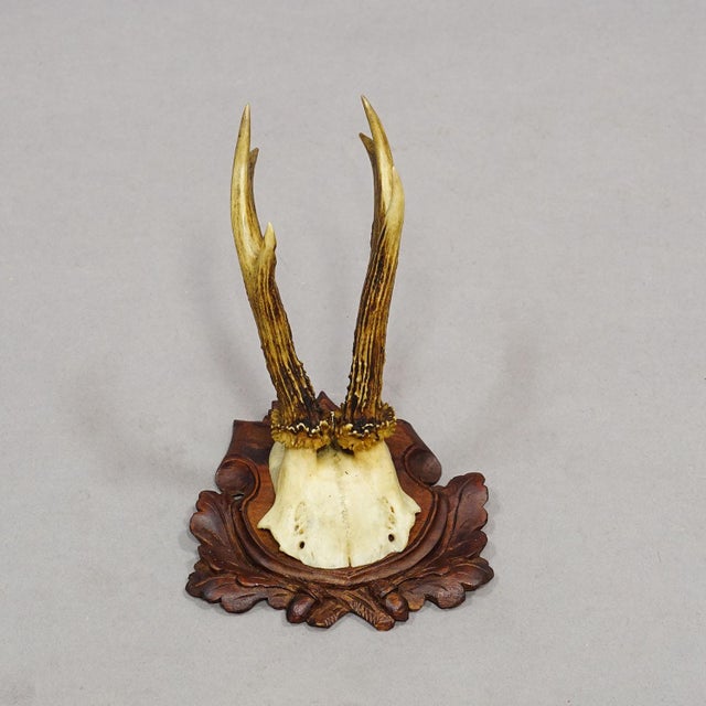 Rustic European Set of Six Antique Roe Deer Trophies, Germany Ca. 1890s / 1900s For Sale - Image 3 of 10