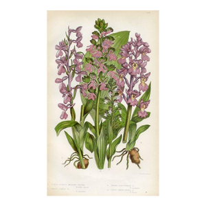 1870s, Orchid Botanical Print by Anne Pratt, Original Antique Botanical Print, Lithograph, England