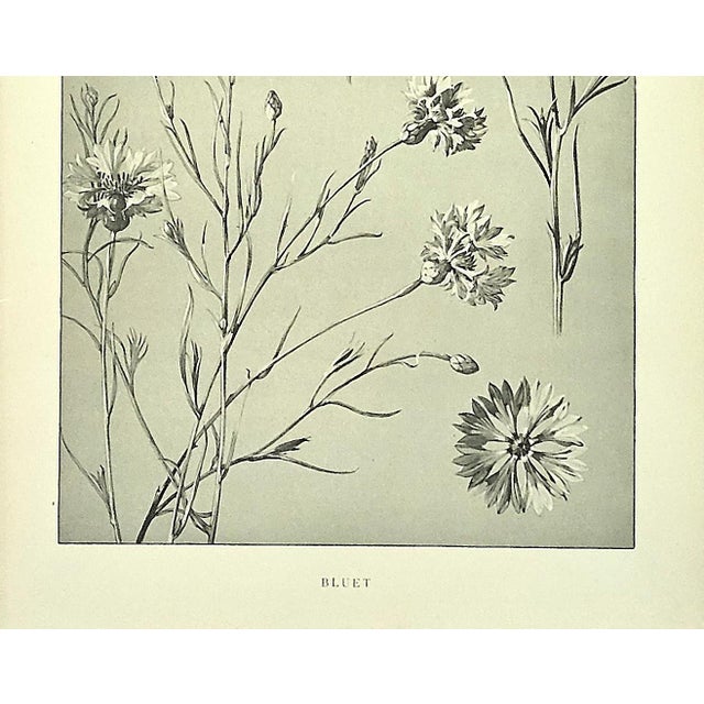 Gray 1902 Set of 3-Antique French Botanicals- Phlox, Bluets, Mallow, Documentation For Sale - Image 8 of 14