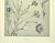 Gray 1902 Set of 3-Antique French Botanicals- Phlox, Bluets, Mallow, Documentation For Sale - Image 8 of 14