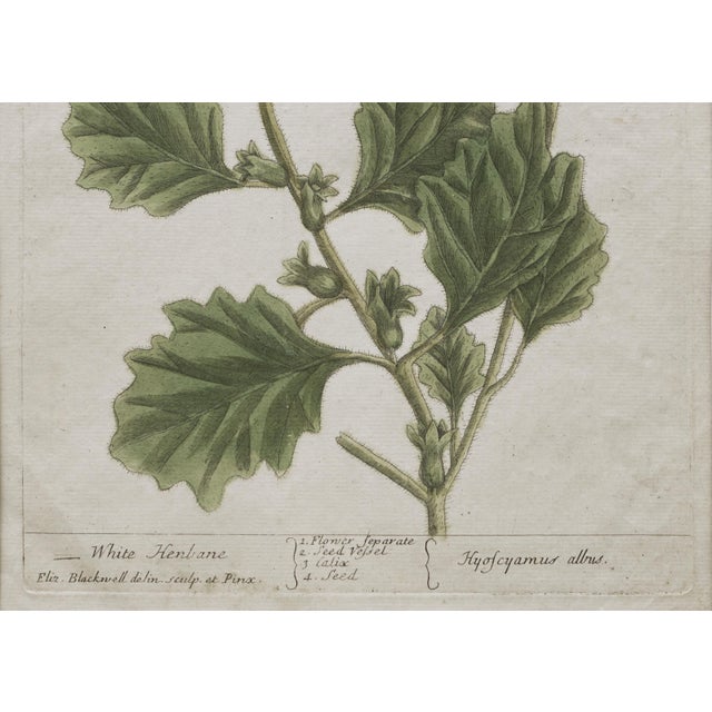 Green 18th C Botanical Engraving Set 6 Framed Antique Botanical Wall Art Elizabeth Blackwell Prints Traditional & English Country Decor - Set of 6 For Sale - Image 8 of 10
