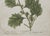 Green 18th C Botanical Engraving Set 6 Framed Antique Botanical Wall Art Elizabeth Blackwell Prints Traditional & English Country Decor - Set of 6 For Sale - Image 8 of 10