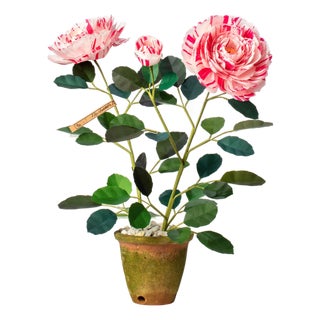 The Green Vase Variegata Di Bologna Rose Plant For Sale