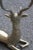 Deer Sculpture in Solid Brass, Italy, 1950s, in Very Good conditions. Designed 1950 to 1959