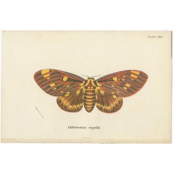 Lloyd, Moths, 1897, Prints, Set of 2 For Sale - Image 3 of 5