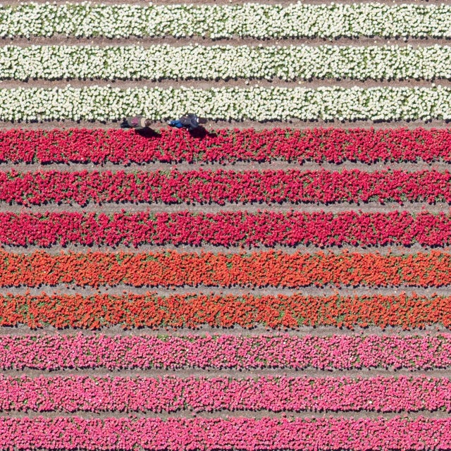 Not Yet Made - Made To Order "AV_Tulip_Fields_035" Contemporary Aerial View Limited Edition Photograph by Bernhard Lang For Sale - Image 5 of 10