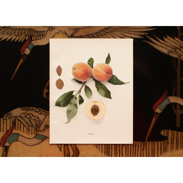 1900s U. P. Hedrick, Original Antique Photogravure of Thurber Peaches For Sale In Dallas - Image 6 of 7