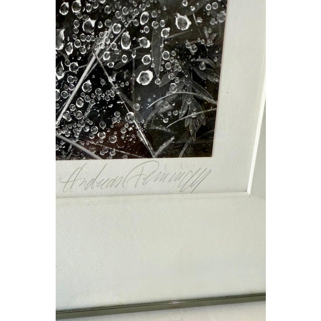 Andreas Feininger (American, 1906-1999), Untitled, nature subject Morning dew silver gelatin prints Hand signed in pencil...
