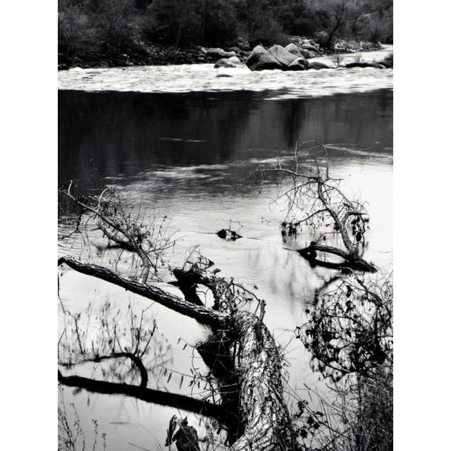 Realism "Beaver-Downed Cottonwood", Black & White Landscape by Jeff Nixon For Sale - Image 3 of 7