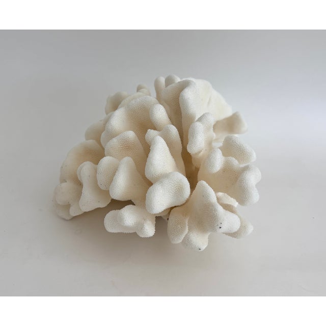 Natural Pacific Elk Coral Specimen Coastal Home For Sale - Image 4 of 7