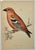 Antique Hand Tinted Bird Print From England Featuring a Red & Black Two-Barred Crossbill - Circa 1880. Print measures 4...