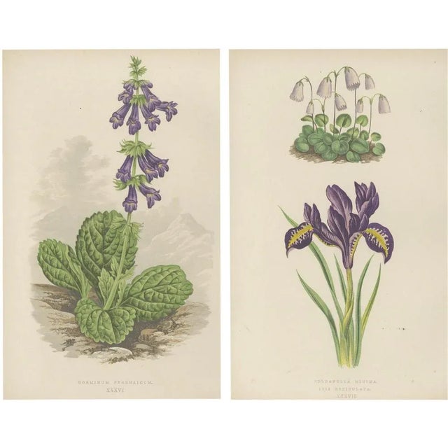 Iris and Pyrenean Dead-Nettle, 1874, Paper, Set of 2 For Sale - Image 10 of 10
