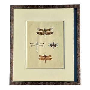 Dragonfly Study, Original Print by Dru Drury, 1837