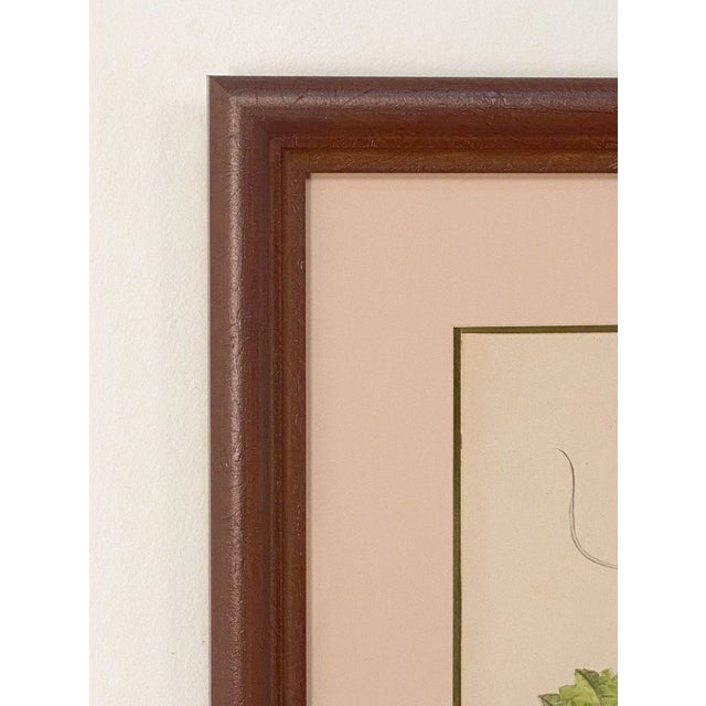 Print From Botanical Study of Fruits and Nuts by Duhamel Du Monceau, Early 19th Century For Sale In San Francisco - Image 6 of 6