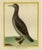 Martinet, Bird Illustration of the Northern Gannet, 1770, Hand-Colored Print For Sale - Image 5 of 5