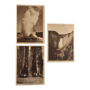 1913 Antique Images Yellowstone Giant Forest Set/3