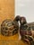 Pair of Hand Carved and Lacquered Japanese Quail Figures