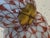 Classic Red Rust Fishnet Pattern Herend Hand Painted Nestled Bunny Rabbits W/ 22k Gold Accents For Sale - Image 9 of 11