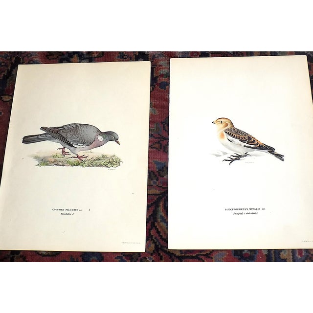 Antique 19th C. Large Folio Bird Lithographs - Set of 11 For Sale In Cincinnati - Image 6 of 8