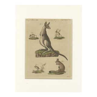 Bertuch, Kangaroo, Wallaby & Hopping Mammals, 1795, Engraving For Sale