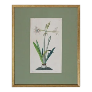 Antique Botanical Amaryllis Aquatint Framed Wall Art English Country House Entryway Wall Art Bedroom Gift Botanical Art Gift Plant Lovers