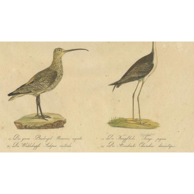 Black Brodtmann, Shorebirds, Jacana & Water Rail Pair, Hand-Colored Lithographs, 1816, Set of 2 For Sale - Image 8 of 12