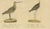 Black Brodtmann, Shorebirds, Jacana & Water Rail Pair, Hand-Colored Lithographs, 1816, Set of 2 For Sale - Image 8 of 12