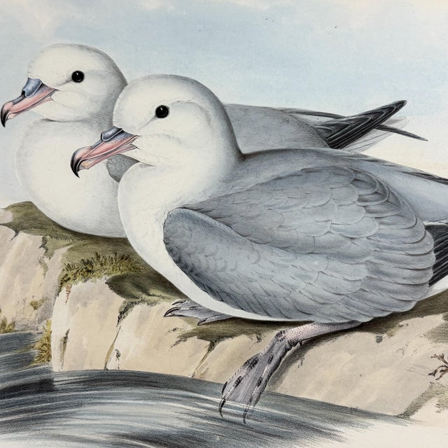 Rare Gould Pattern Gallery, 19th Century Hand-Colored Lithographs From John Gould’s Birds of Australia | Custom Mat Selection - Set of 6 For Sale - Image 12 of 18