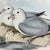 Rare Gould Pattern Gallery, 19th Century Hand-Colored Lithographs From John Gould’s Birds of Australia | Custom Mat Selection - Set of 6 For Sale - Image 12 of 18