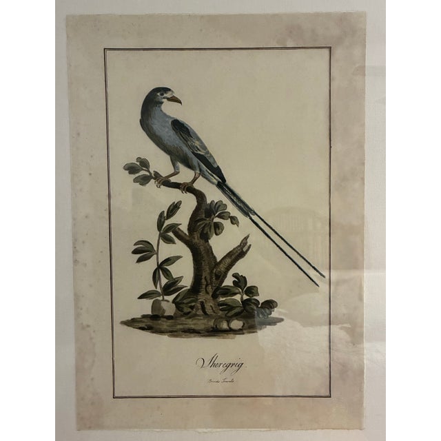 Decorative ornithological print by Natural Curiosities, depicting the Sheregrig, after the natural-history illustrations...