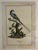 Decorative ornithological print by Natural Curiosities, depicting the Sheregrig, after the natural-history illustrations...