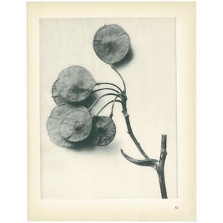 1928 Karl Blossfeldt Original Period Photogravure N52 For Sale