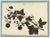 Paper Barbara Anne Townshend, The Pencil'd Geranium, Paper Cut For Sale - Image 7 of 8