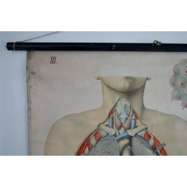 Vintage Swedish E. Hoelemann Antique Anatomical Chart For Sale In Atlanta - Image 6 of 7