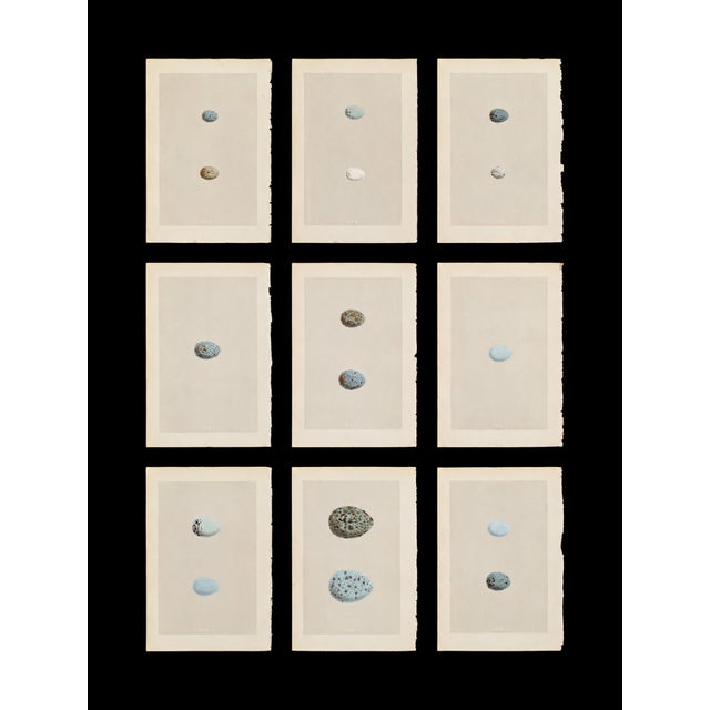 A collection of nine Victorian natural history bookplates depicting the beautifully varied eggs of British birds,...