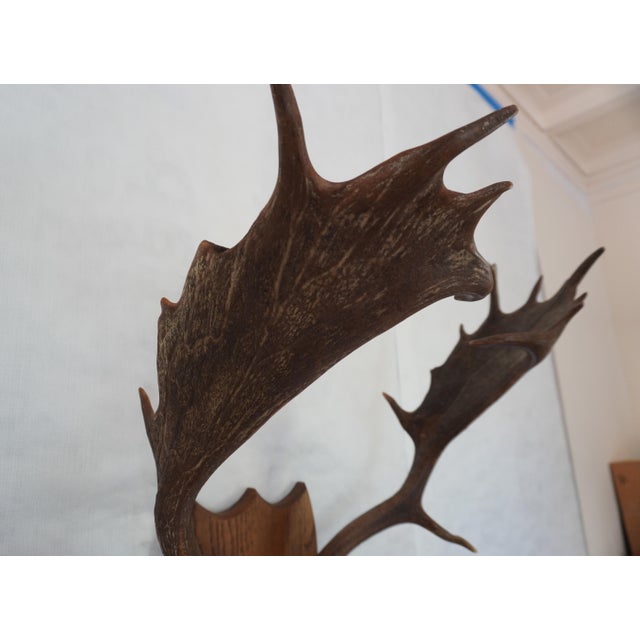 j.h. Armer Mounted English Antlers For Sale - Image 9 of 11