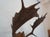 j.h. Armer Mounted English Antlers For Sale - Image 9 of 11