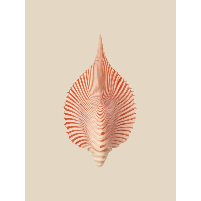 Set of 12 – Sea Forms | Sea Shells Natural History Fine Art Prints | Unframed For Sale - Image 14 of 14