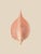 Set of 12 – Sea Forms | Sea Shells Natural History Fine Art Prints | Unframed For Sale - Image 14 of 14