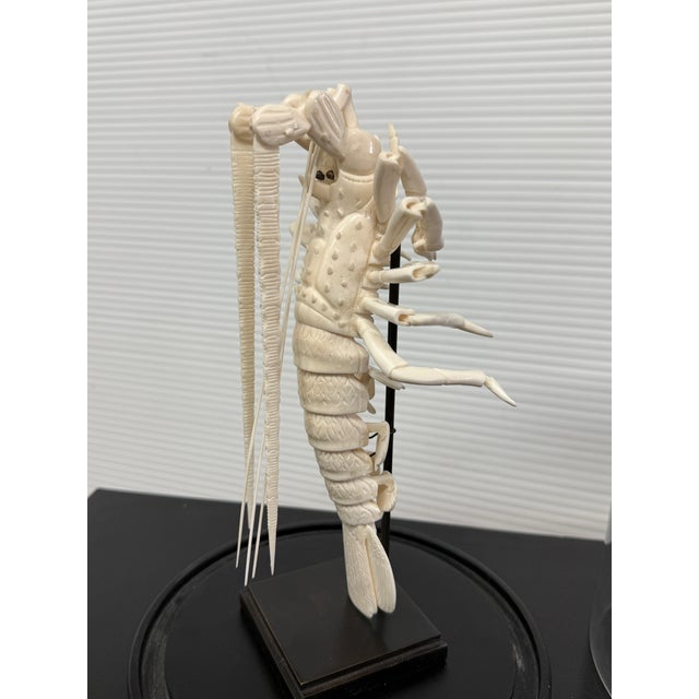 Taxidermy Mantis Shrimp in Case For Sale - Image 10 of 12