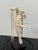 Taxidermy Mantis Shrimp in Case For Sale - Image 10 of 12